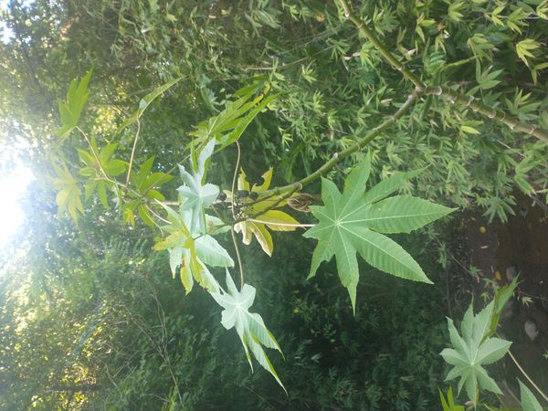 Identificação da planta Mamona por foto