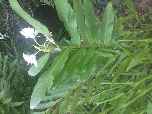 Identificação da planta Lírio-do-brejo por foto