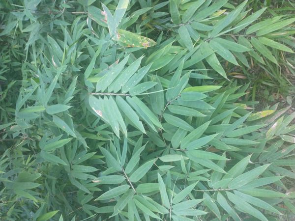 Identificação da planta bambu-abissínio por foto