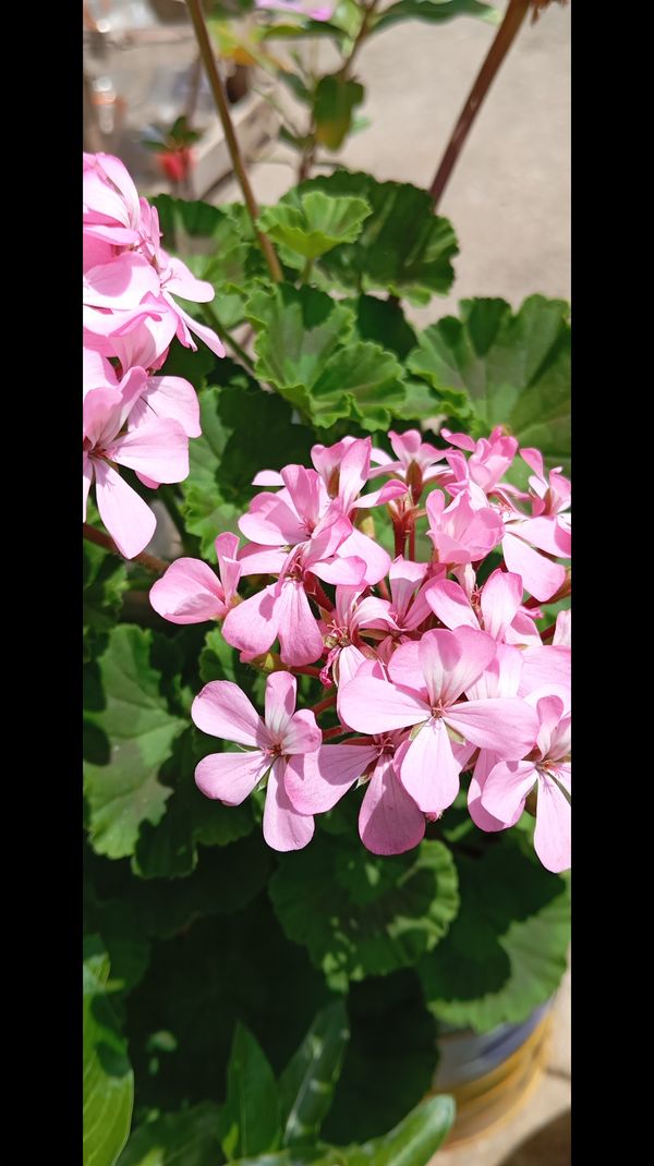 Identificação da planta Gerânio por foto