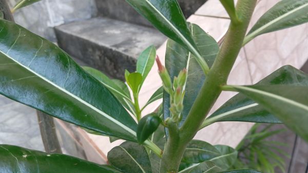 Identificação da planta Rosa do deserto por foto