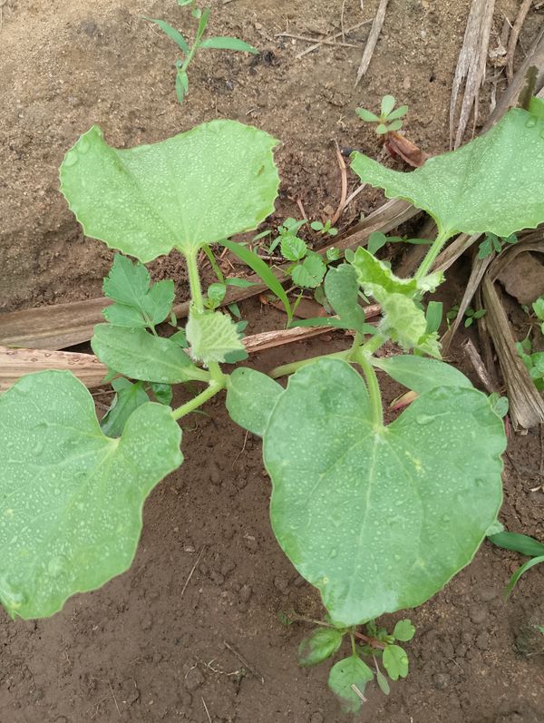 Identificação da planta Melão por foto