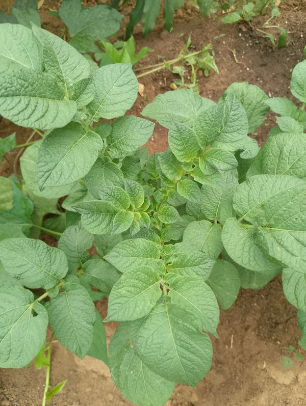 Identificação da planta Batata-inglesa por foto