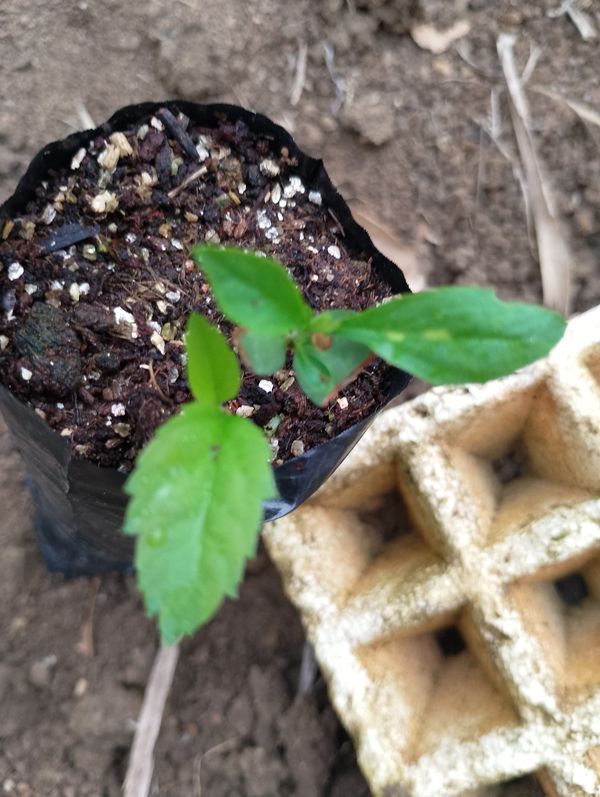Identificação da planta Macieira-silvestre por foto