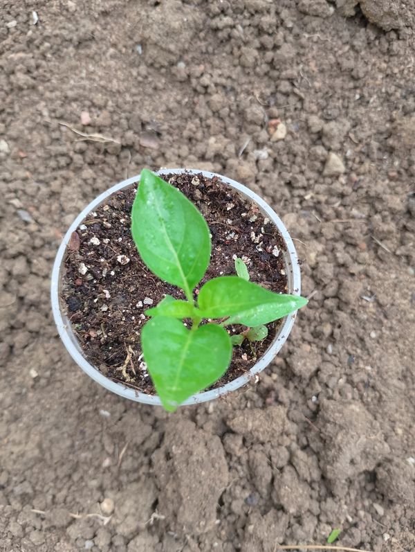Identificação da planta Pimenta-de-cheiro por foto