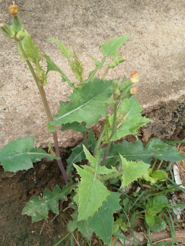 Identificação da planta Serralha por foto