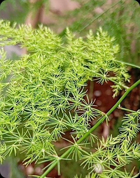 Identificação da planta Aspargo-samambaia por foto
