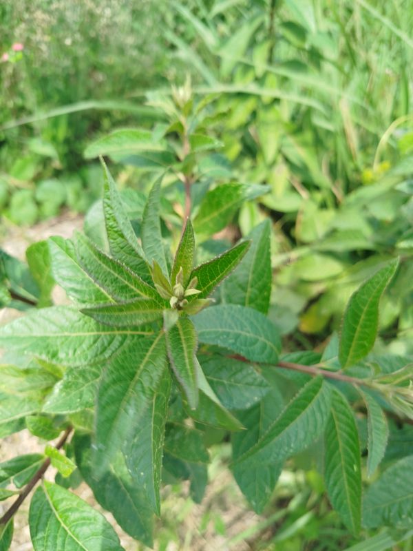 Identificação da planta Assa-peixe, língua-de-vaca, chamarrita, erva-de-mula, orelha-de-mula, mata-pasto, chamarita, chambarita, erva-de-laguna, laguneira por foto