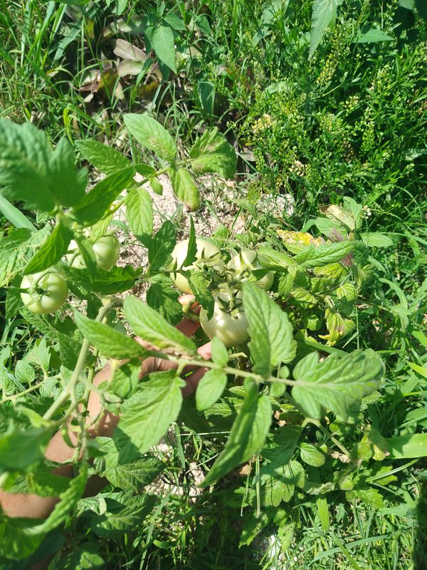 Identificação da planta Tomate por foto