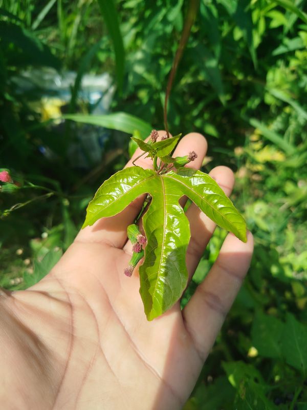 Identificação da planta Vinagreira por foto