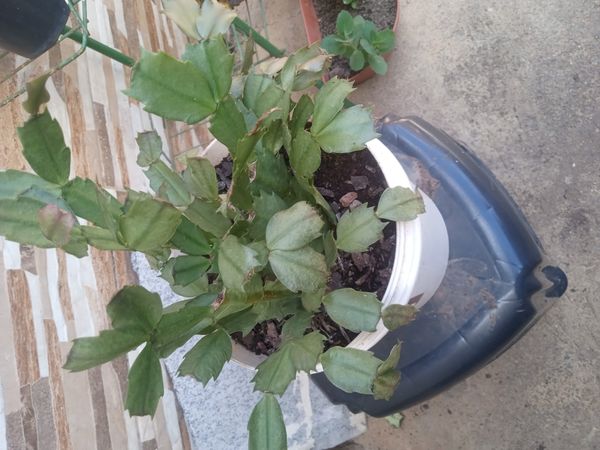 Identificação da planta Flor-de-maio por foto
