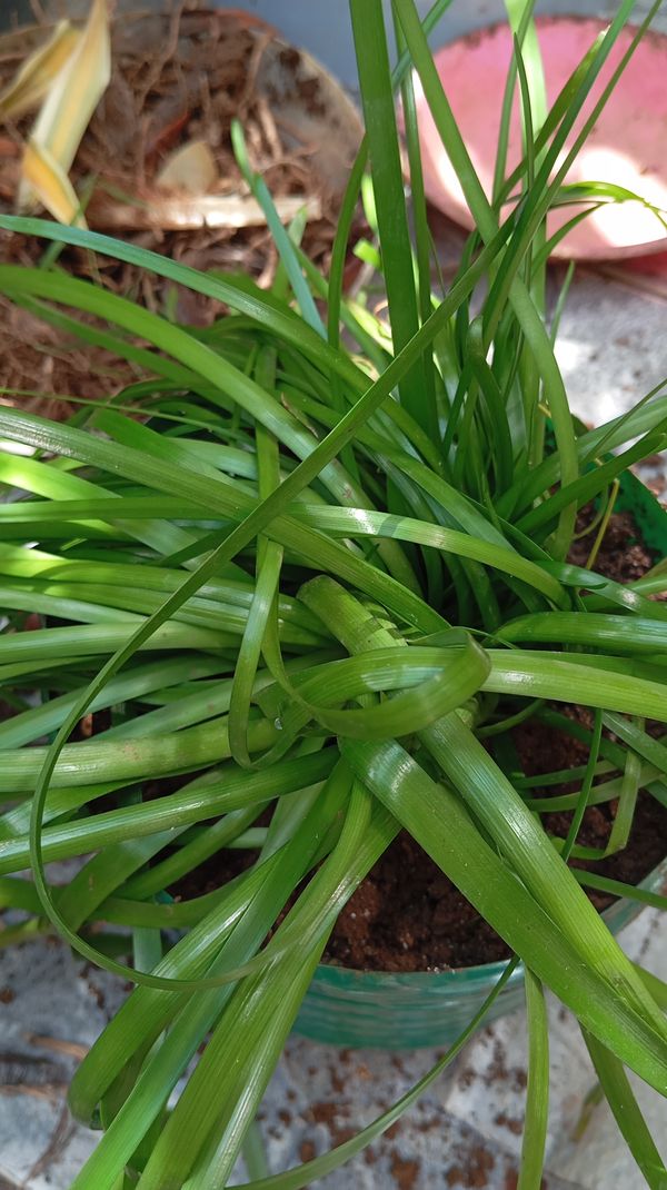 Identificação da planta Lírio-da-chuva por foto