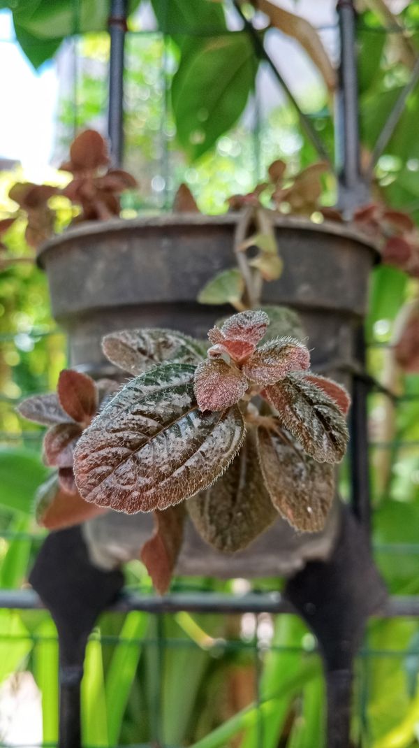 Identificação da planta Alumínio por foto