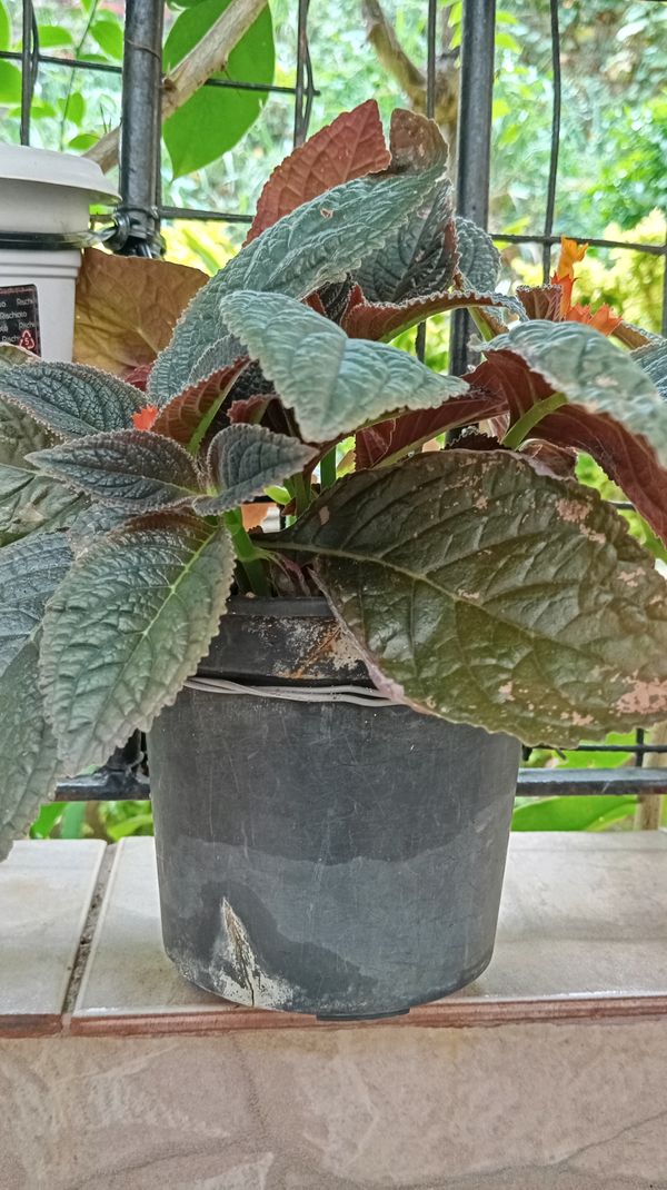 Identificação da planta Canário-vegetal por foto