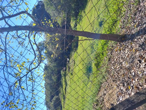 Identificação da planta Amora-preta por foto