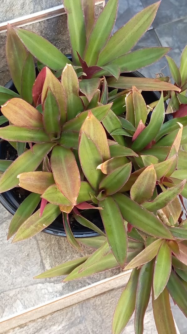 Identificação da planta Abacaxi-roxo por foto