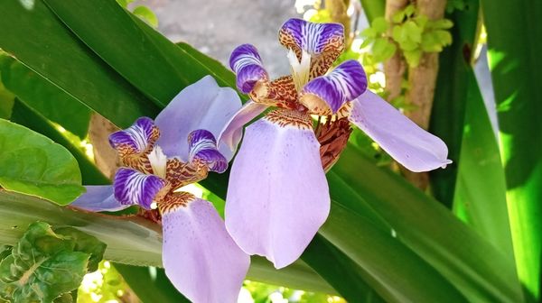 Identificação da planta Sete-sangrias por foto