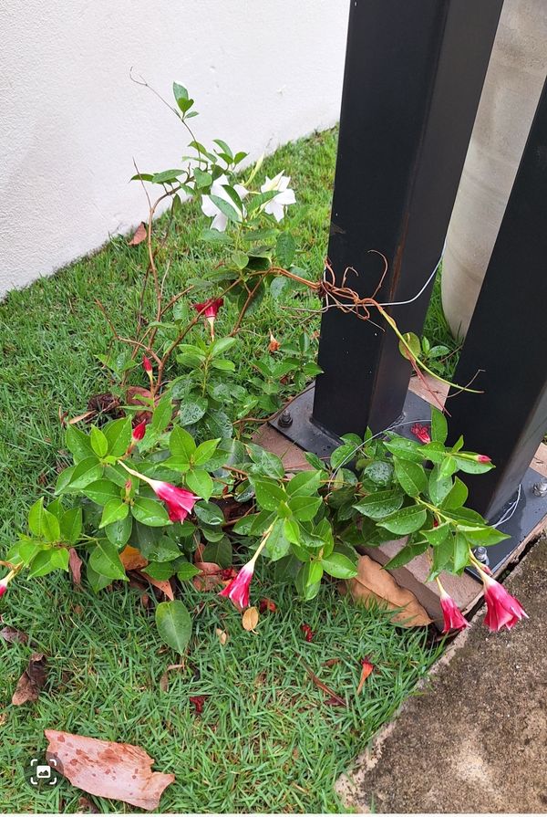 Identificação da planta Dipladênia por foto