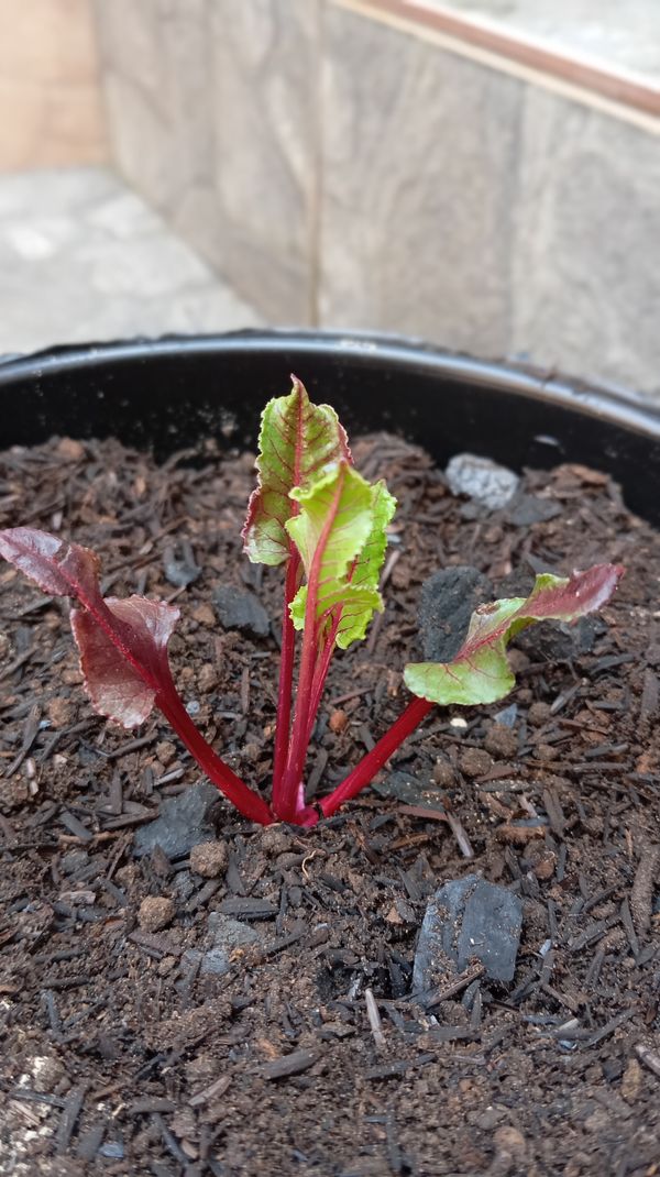 Identificação da planta Beterraba por foto