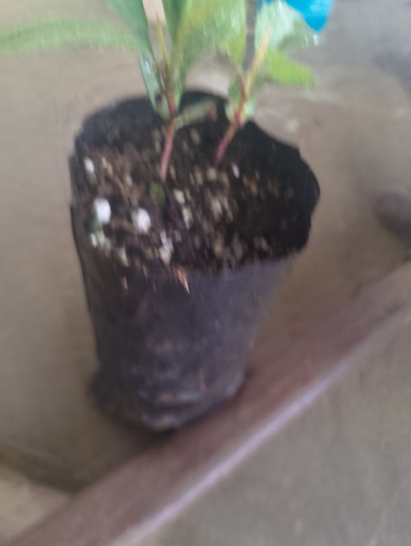 Identificação da planta Dipladênia por foto