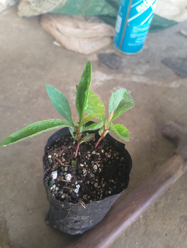 Identificação da planta Maria-sem-vergonha por foto