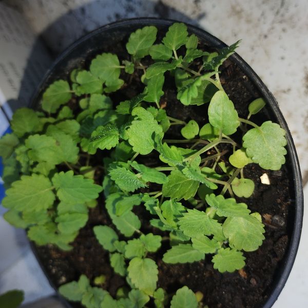 Identificação da planta Erva de Gato por foto