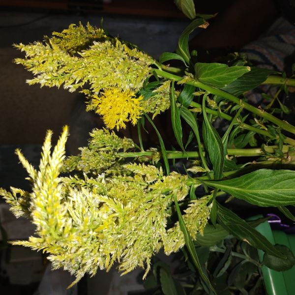 Identificação da planta Crista-de-galo por foto