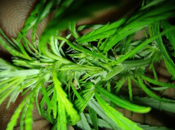Identificação da planta Maconha por foto