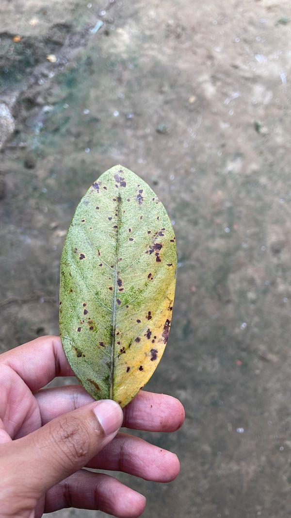 Identificação da planta Murici-verde por foto