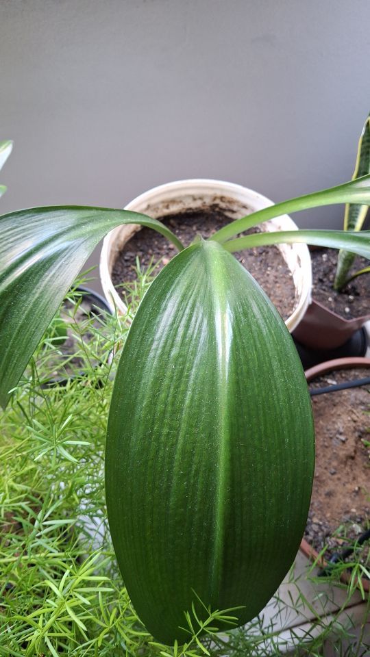 Identificação da planta Lírio do Amazonas por foto