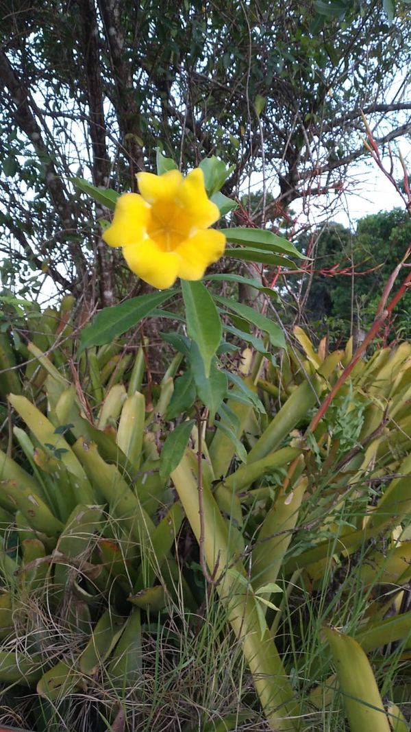 Identificação da planta Alamanda por foto