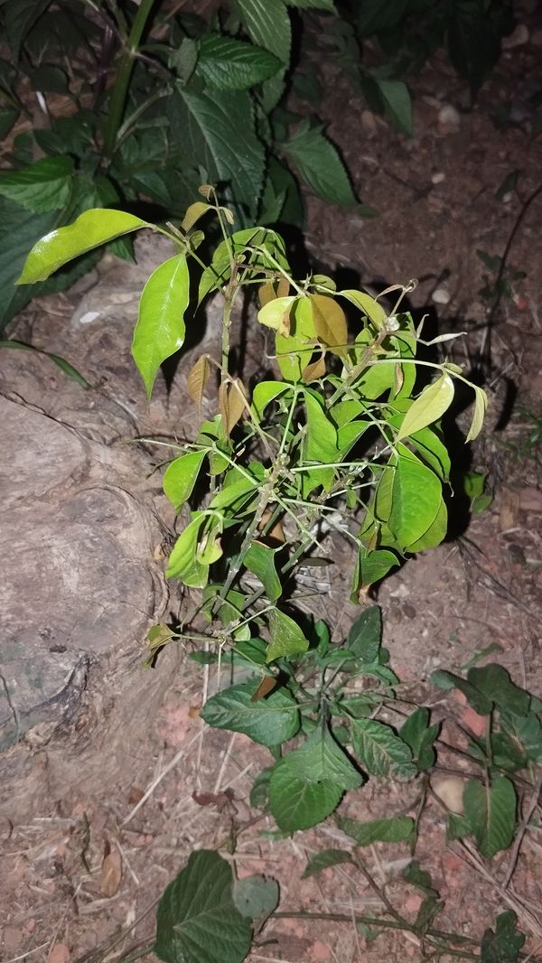 Identificação da planta Lichia por foto