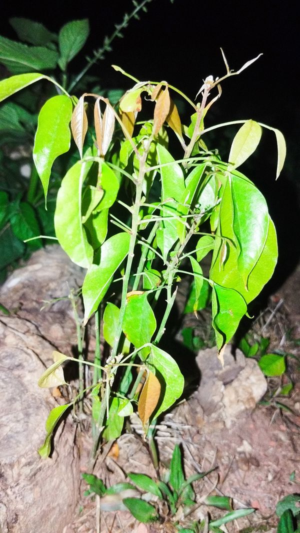 Identificação da planta Lichia por foto