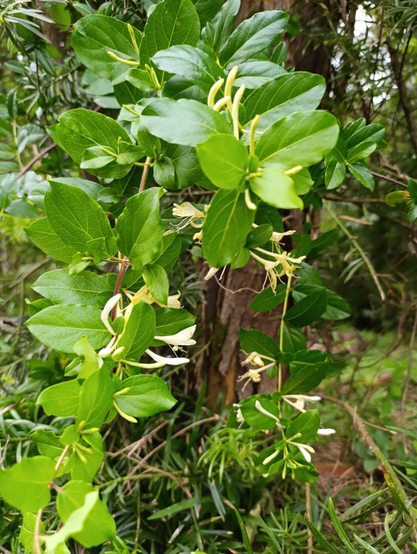 Identificação da planta Madressilva por foto