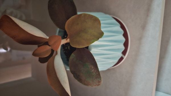 Identificação da planta COLHER DE PRATA por foto
