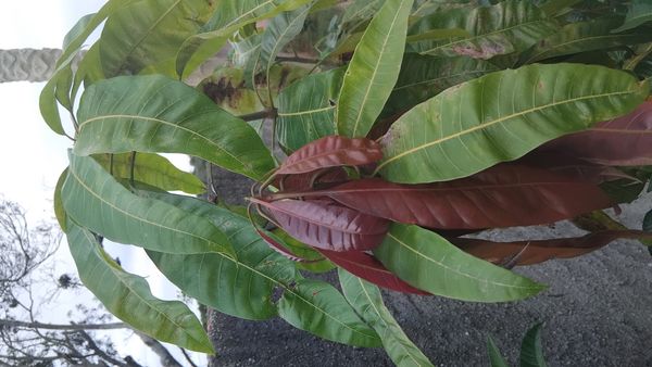 Identificação da planta Manga por foto