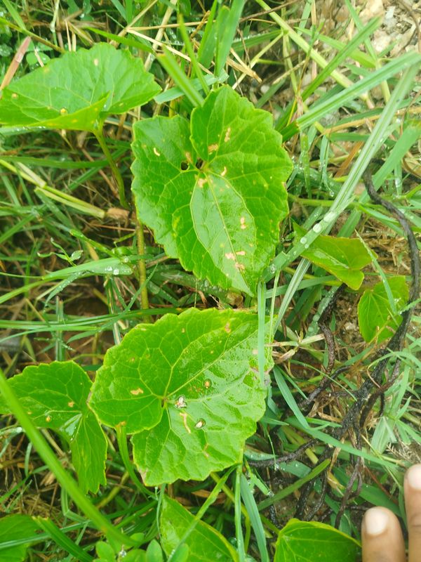 Identificação da planta Serrapilheira por foto