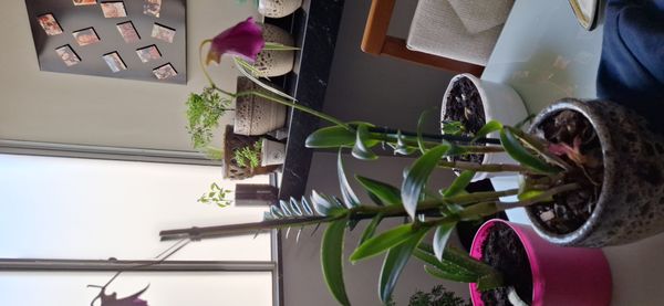 Identificação da planta Orquídea por foto