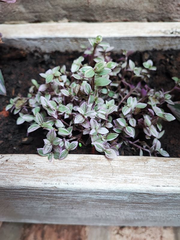 Identificação da planta Tradescantia-nanica por foto