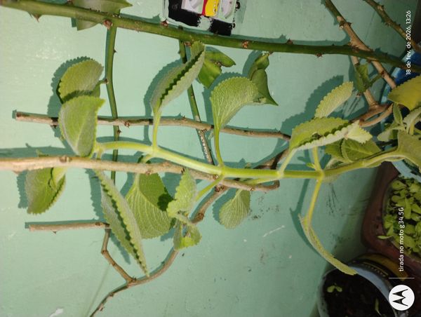 Identificação da planta Hortelã pimenta por foto