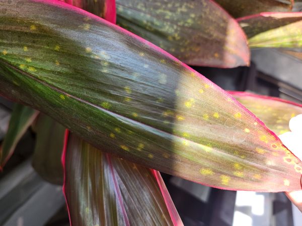 Identificação da planta Dracena por foto