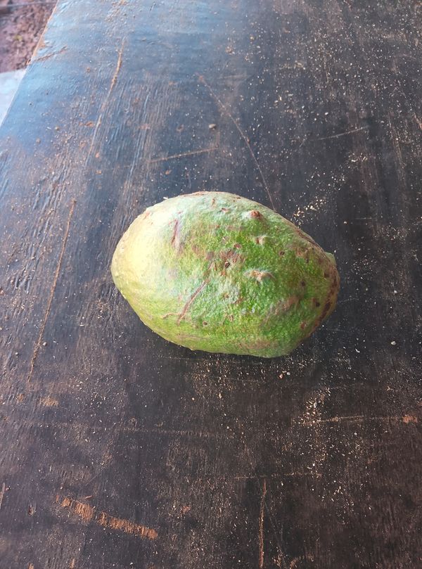 Identificação da planta Abacate por foto