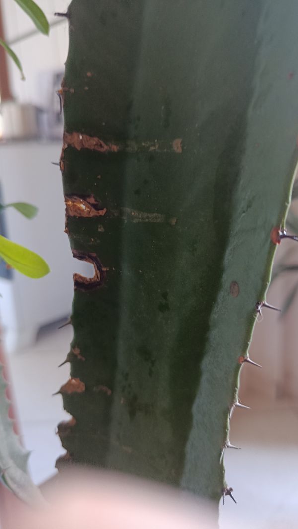 Identificação da planta Candelabro por foto
