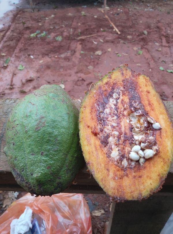 Identificação da planta Cacau por foto