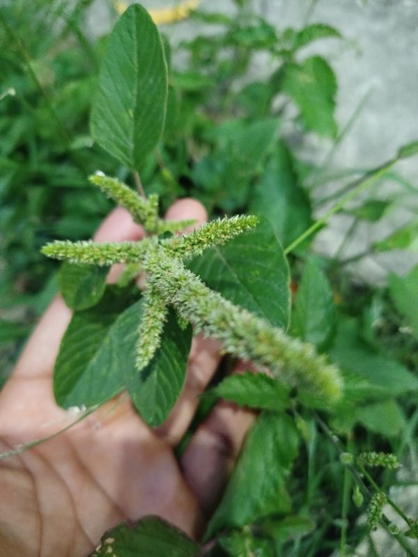 Identificação da planta Bredo-bravo por foto