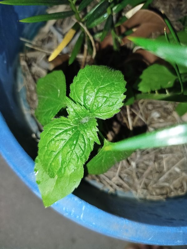 Identificação da planta Picão-branco por foto