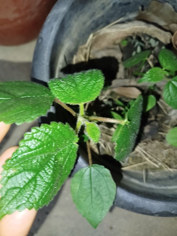 Identificação da planta Urtiga por foto
