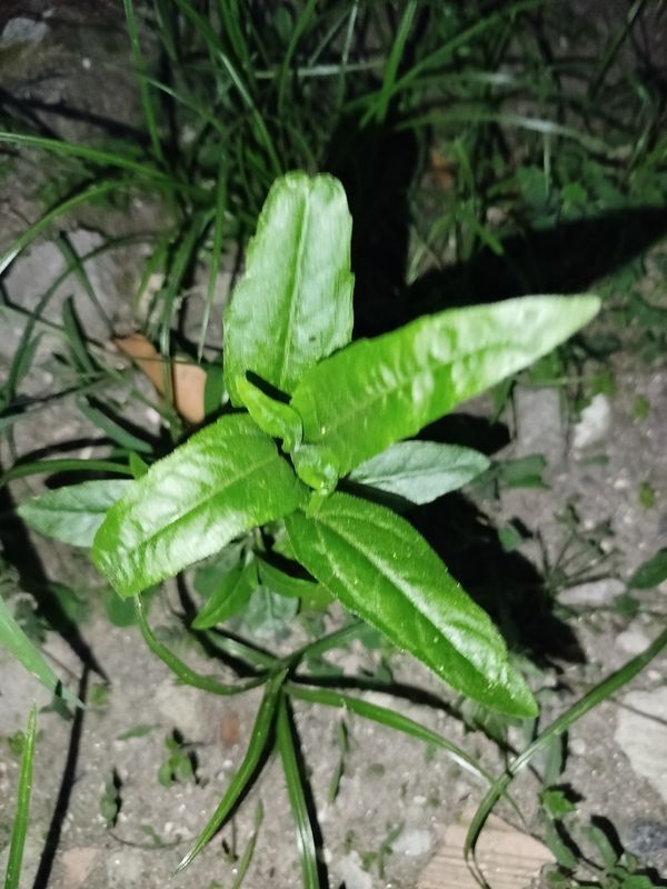 Identificação da planta Erva botão por foto
