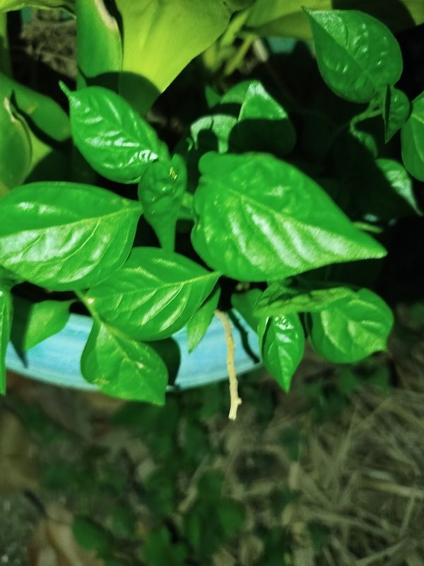 Identificação da planta Malagueta por foto