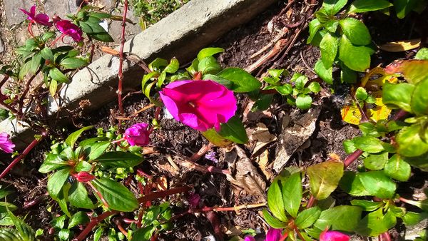 Identificação da planta Beijinho por foto